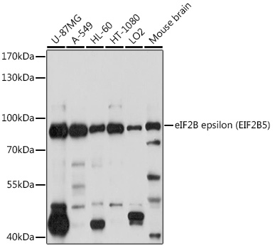 a03801 eif2b5 primary antiboties wb testing 1
