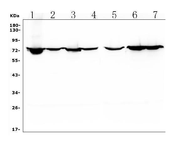 a03805 3 hif3a primary antibodies wb testing 1_1