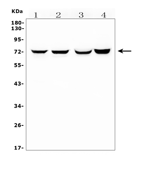 a03805 3 hif3a primary antibodies wb testing 2_1