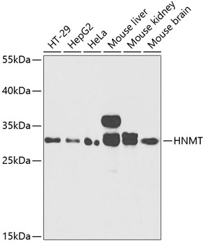 a03807 hnmt primary antiboties wb testing 1