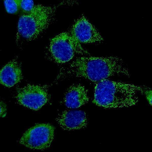 a03808 2 lonp1 primary antibodies if testing 6