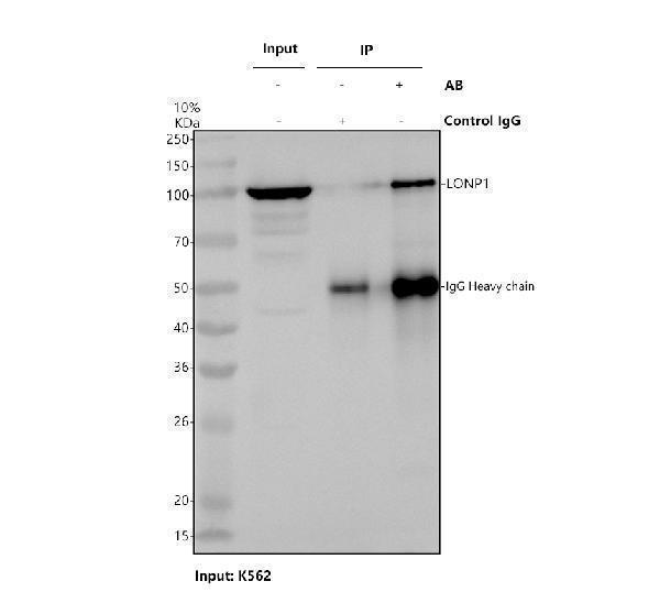 a03808 2 lonp1 primary antibodies ip testing 1
