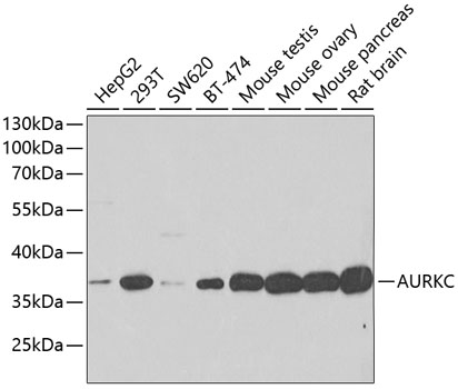 Western blot analysis of extracts of various cell lines, using AURKC antibody  at 1:500 dilution