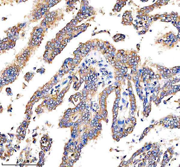  IHC analysis of DEPDC6/DEPTOR using anti-DEPDC6/DEPTOR antibody (A03811-2)