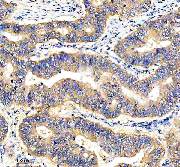  IHC analysis of DEPDC6/DEPTOR using anti-DEPDC6/DEPTOR antibody (A03811-2)