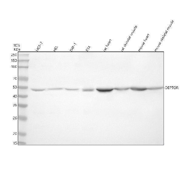  Western blot analysis of DEPDC6/DEPTOR using anti-DEPDC6/DEPTOR antibody (A03811-2)