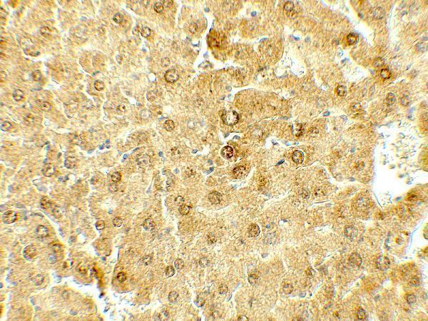 a03811 deptor primary antibodies ihc testing 2