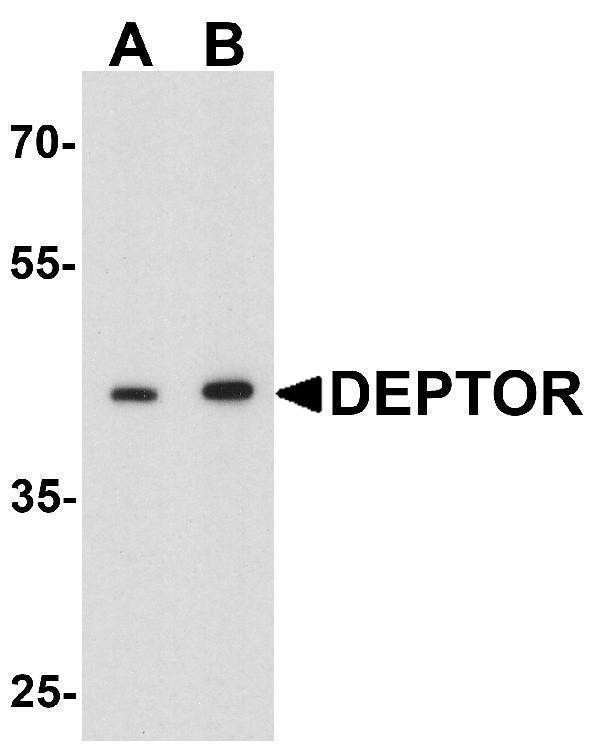 a03811 deptor primary antibodies wb testing 1
