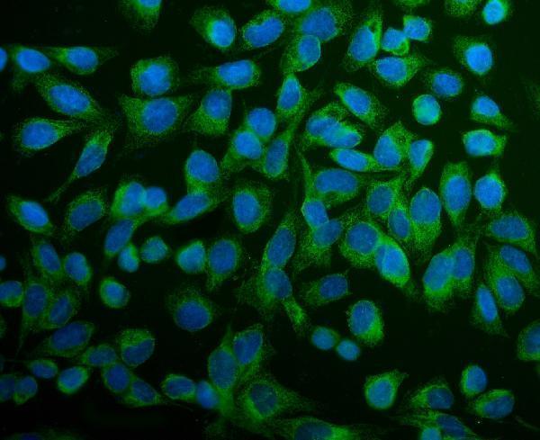 a03813 2 pdia6 primary antibodies if testing 7