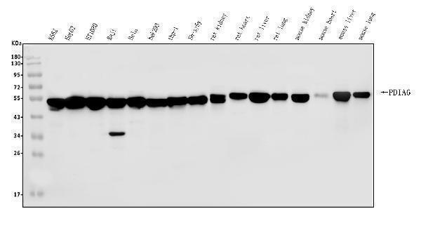 a03813 2 pdia6 primary antibodies wb testing 1