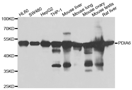 a03813 pdia6 primary antiboties wb testing 1