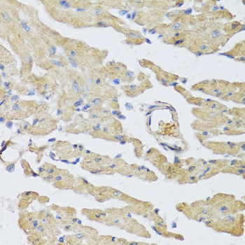 a03814 ucn2 primary antiboties ihc testing 2