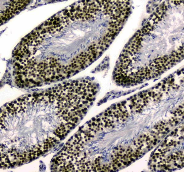 a03816 2 uba2 primary antibodies ihc testing 2