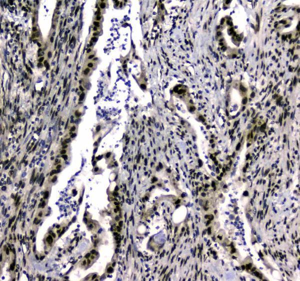 a03816 2 uba2 primary antibodies ihc testing 4