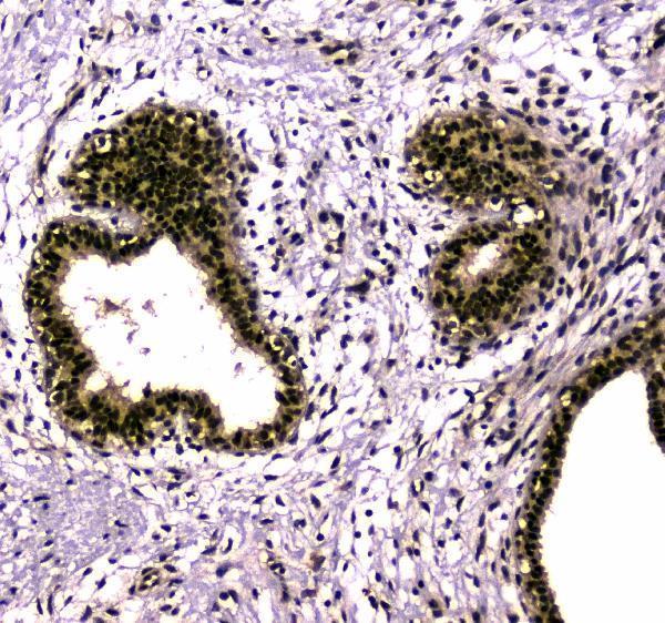 a03816 2 uba2 primary antibodies ihc testing 5