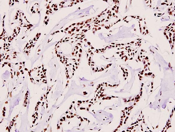 a03816s621 uba2 primary antiboties ihc testing 2
