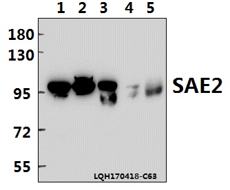 a03816s621 uba2 primary antiboties wb testing 1