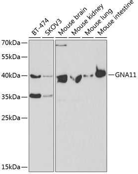a03817 gna11 primary antiboties wb testing 1