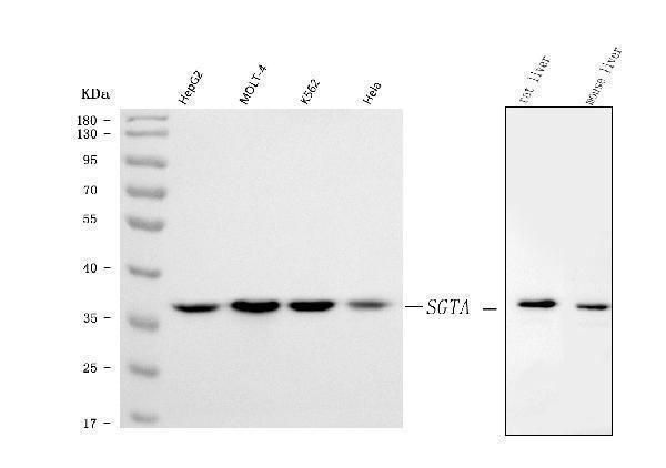  Western blot analysis of SGTA using anti-SGTA antibody (A03818-1)