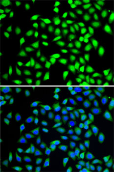 a03818 sgta primary antiboties if testing 2