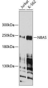 Western blot analysis of extracts of various cell lines, using NBAS antibody  at 1:1000 dilution