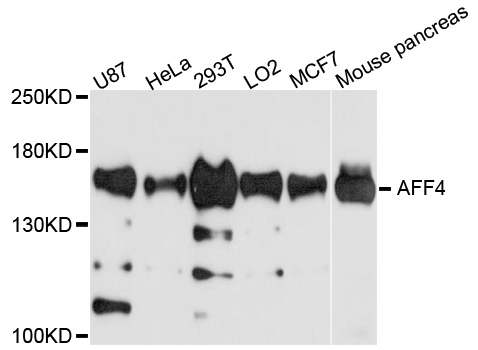 Western blot analysis of extracts of various cell lines, using AFF4 antibody at 1:1000 dilution