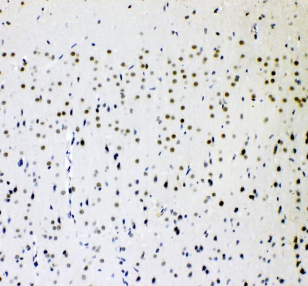 a03824 aff4 primary antibodies ihc testing 2