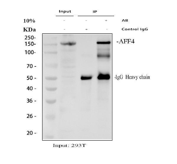 a03824 aff4 primary antibodies ip testing 1