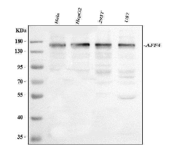 a03824 aff4 primary antibodies wb testing 1