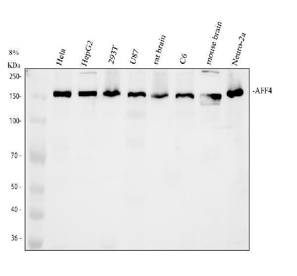 a03824 aff4 primary antibodies wb testing 1_1