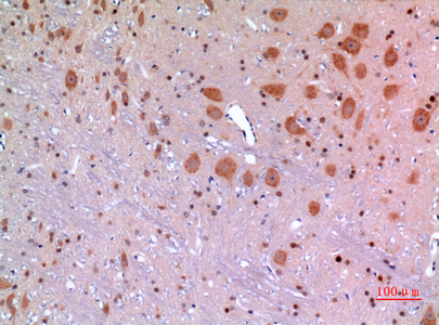 a03825 manf primary antibodies ihc testing 1