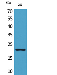 a03825 manf primary antibodies wb testing 2