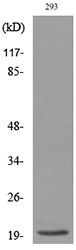 a03825 manf primary antibodies wb testing 3