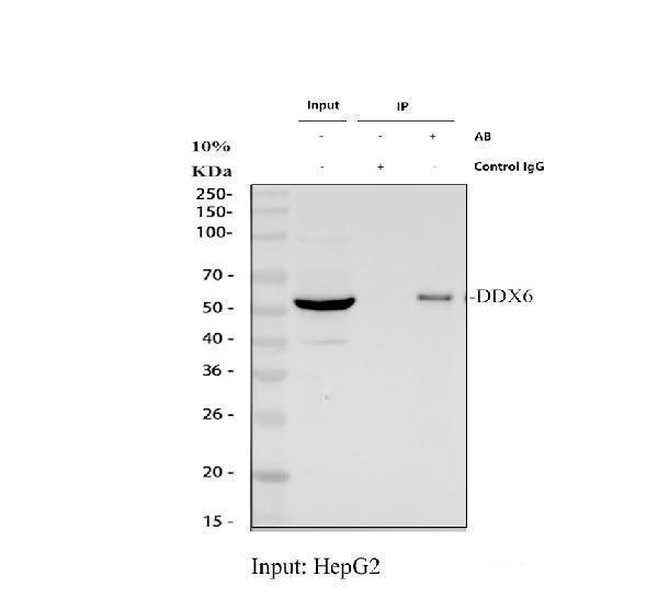a03826 1 ddx6 primary antibodies ip testing 1
