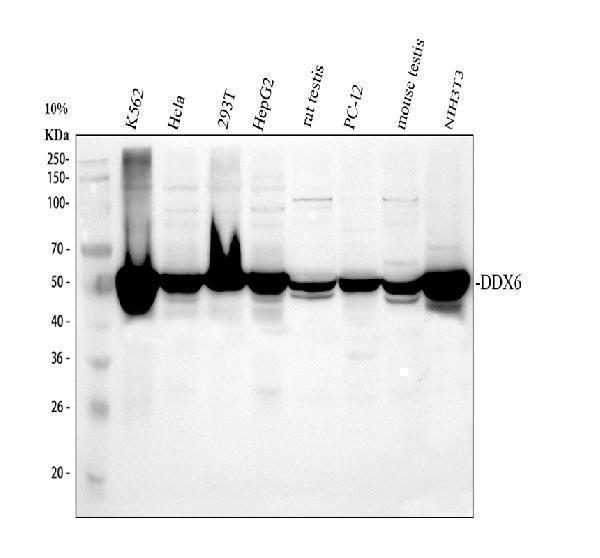 a03826 1 ddx6 primary antibodies wb testing 1_1