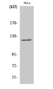 Western Blot analysis of various cells using Atrophin-1 Polyclonal Antibody