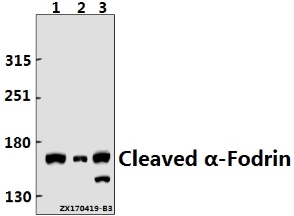 Western blot (WB) analysis of SPTAN1 polyclonal antibody at 1:500 dilution
Lane1:L02 whole cell lysate(40ug)
Lane2:A2780 whole cell lysate(40ug)
Lane3:HCT116 whole cell lysate(40ug)