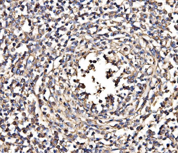 a03831 3 sptan1 primary antibodies ihc testing 4