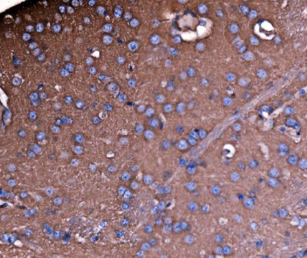 a03831 3 sptan1 primary antibodies ihc testing 6