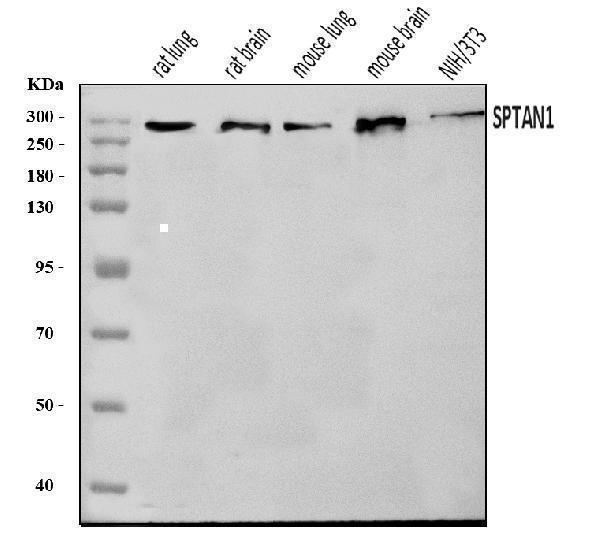  Western blot analysis of NEAS/SPTAN1 using anti-NEAS/SPTAN1 antibody (A03831-3)
