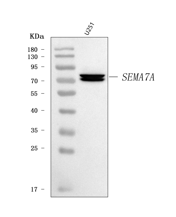  Western blot analysis of Semaphorin 7a/SEMA7A using anti-Semaphorin 7a/SEMA7A antibody (A03832-2)