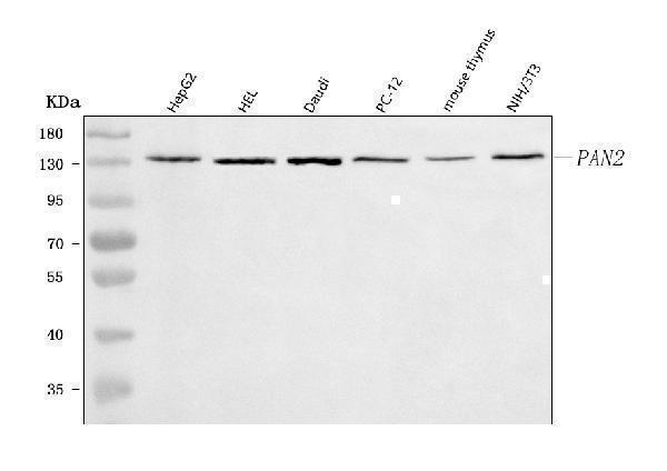  Western blot analysis of PAN2 using anti-PAN2 antibody (A03834-1)