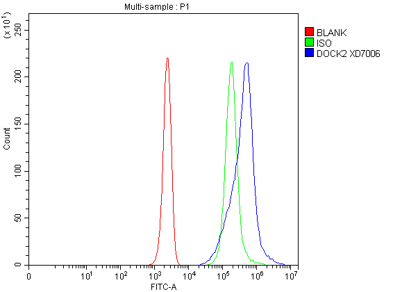 Flow Cytometry analysis of Jurkat cells using anti-DOCK2 antibody (A03836-3)