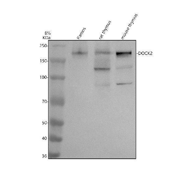 Western blot analysis of DOCK2 using anti-DOCK2 antibody (A03836-3)