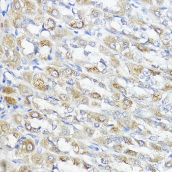 a03837 gpx2 primary antiboties ihc testing 3
