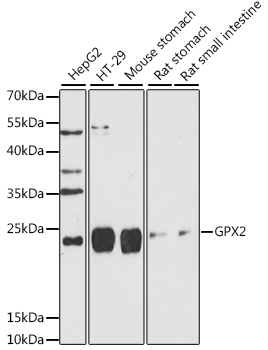 a03837 gpx2 primary antiboties wb testing 1