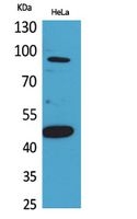 a03838 inhbb primary antibodyes wb testing 1