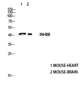 a03838 inhbb primary antibodyes wb testing 2