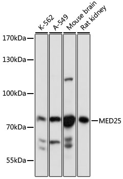 Western blot analysis of extracts of various cell lines, using MED25 antibody  at 1:1000 dilution