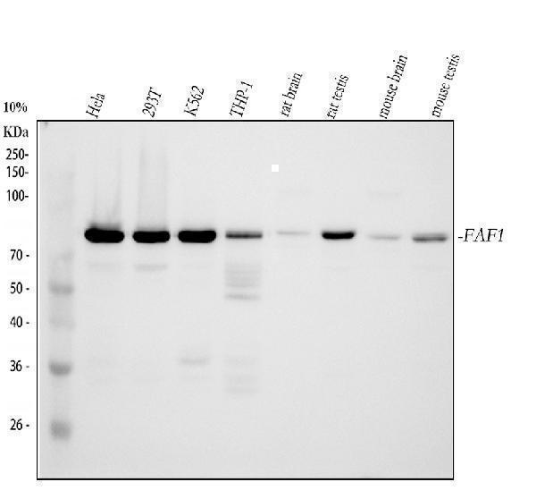  Western blot analysis of FAF1 using anti-FAF1 antibody (A03842-1)
